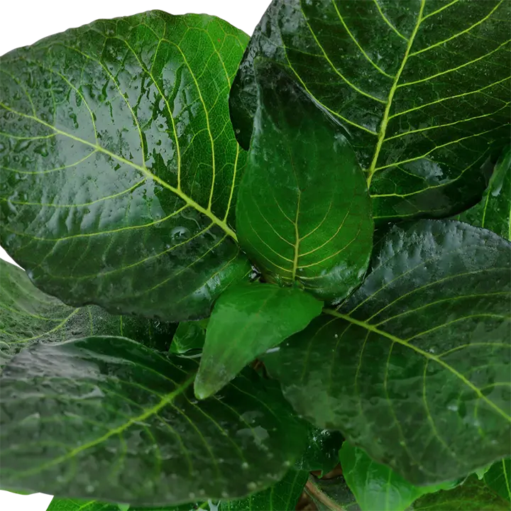 Tropica Akvarieplante i potte Hygrophila corymbosa Compact